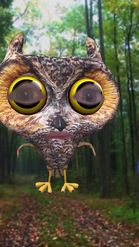 Preview for a Spotlight video that uses the Great Horned Owl Lens