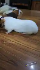 Video by @devpathakjiii with original sound
