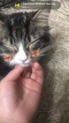 Preview for a Spotlight video that uses the Butterfly for cats Lens