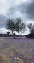 Preview for a Spotlight video that uses the Pink Trees Lens