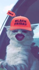 Preview for a Spotlight video that uses the Black Friday Cat Lens