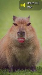 Preview for a Spotlight video that uses the Cute Capybara Lens