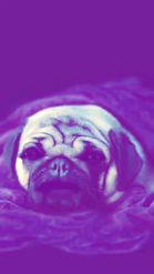 Preview for a Spotlight video that uses the Sleeping Pug Lens