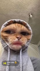Preview for a Spotlight video that uses the Cat in Hoodie Lens