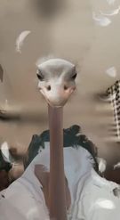 Preview for a Spotlight video that uses the Ostrich Lens