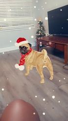Preview for a Spotlight video that uses the Holiday Pugdog Lens