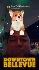 Preview for a Spotlight video that uses the Funny Corgi Lens