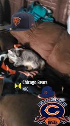 Preview for a Spotlight video that uses the Chicago Bears Lens