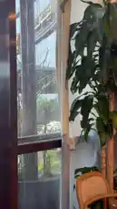 A tranquil, stationary shot captures the view from inside a room during a rainy day. Raindrops streak down a large window, blurring the green foliage and trees outside. A lush potted plant stands in the foreground, adding to the peaceful, indoor atmosphere. by @om.louraa with om.louraa by Original Sound