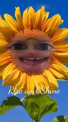 Preview for a Spotlight video that uses the Sunflower Face Lens