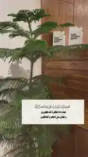 A serene, static shot of a lush Norfolk Island pine tree set against a warm wooden cabinet. Two white decorative blocks with the English phrase 'MAKE YOURSELF HAPPY' sit atop the cabinet. A prominent Arabic quote is overlaid on the image, translating to 'The soul needs rest and relaxation. Don't forget to take care of your emotions.' The composition suggests a theme of self-care, mindfulness, and creating a peaceful living space. by @i_vcil with original sound