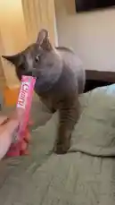 Watch as a person offers a pink Churu cat treat pouch to two adorable cats—one gray and one orange—on a bed. The video captures the playful interaction and the moment the treats are finally enjoyed, providing a fun and relatable glimpse into daily pet care. by @e-beth with Original Sound by e-beth