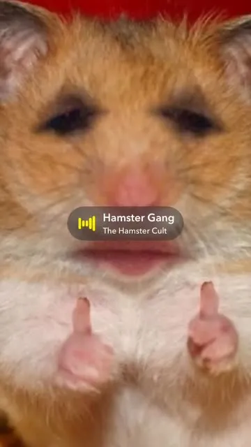 Talking best sale hamster video