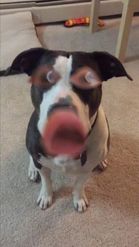 Preview for a Spotlight video that uses the Dog Face Lens