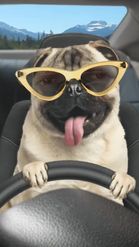 Preview for a Spotlight video that uses the Pug Driver Lens