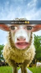 Preview for a Spotlight video that uses the Sheep Face Lens
