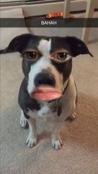 Preview for a Spotlight video that uses the Dog Face Lens