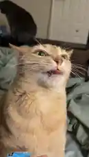 Watch this adorable orange tabby cat's hilarious reaction as it gets its first taste of a blue Inaba Churu cat treat. The owner tries to squeeze the treat out, but the cat's intense focus and sudden head tilt create a funny moment. This is a perfect example of why cat treats are so popular and how much cats love them. by @e-beth with Original Sound by e-beth