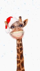 Preview for a Spotlight video that uses the Christmas Giraffe Lens