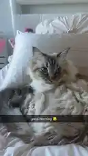 Video by @lmao with original sound