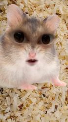 Preview for a Spotlight video that uses the Baby Hamster Face Lens