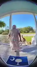 In a surprising encounter captured on a front porch camera, an elderly woman uses her walking stick to gently guide a curious deer away from her home. This peaceful interaction showcases a unique moment where wildlife meets suburban life. by @marcus.randall with Original Sound by marcus.randall