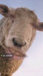 Preview for a Spotlight video that uses the Sheepy Lens