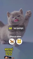 Preview for a Spotlight video that uses the Cute Cat Lens