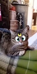 Preview for a Spotlight video that uses the Sailor Moon Cat Lens