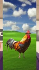 Preview for a Spotlight video that uses the chicken rooster Lens