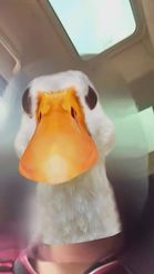 Preview for a Spotlight video that uses the Goose Face  Lens