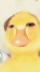 Preview for a Spotlight video that uses the Funny Duck Lens