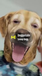 Preview for a Spotlight video that uses the Smiley Dog Lens