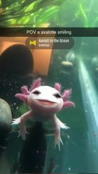 Preview for a Spotlight video that uses the Axolotl Lens