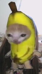 Preview for a Spotlight video that uses the funny banana cat Lens