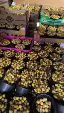 A bountiful harvest of chestnuts is displayed in abundance, filling black buckets and cardboard boxes labeled 'Iceberg Lettuce' and 'Shortball Trail'. This scene captures the essence of a successful agricultural yield in the Al-Qassim region, showcasing the rich produce of the oasis. by @qvalleys with Original Sound by qvalleys