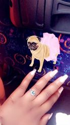 Preview for a Spotlight video that uses the Dancing Pugdog Lens