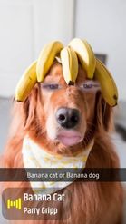 Preview for a Spotlight video that uses the Banana Dog Lens