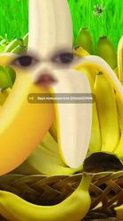 Preview for a Spotlight video that uses the banana Lens