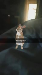 Preview for a Spotlight video that uses the Dancing Bunny Lens