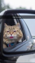 Preview for a Spotlight video that uses the Cat in Car Lens