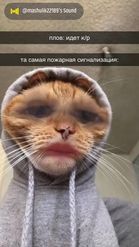 Preview for a Spotlight video that uses the Cat in Hoodie Lens