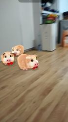 Preview for a Spotlight video that uses the Guinea Pigs Lens