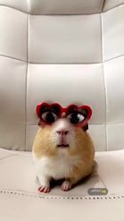 Preview for a Spotlight video that uses the Sunnies Hamster Lens