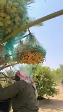 Witness the traditional date harvesting process in the Al-Qassim region. This video shows a farmer using protective mesh bags to carefully collect ripe dates from palm trees, demonstrating a sustainable method for preserving crop quality during harvest. by @qvalleys with Original Sound by qvalleys