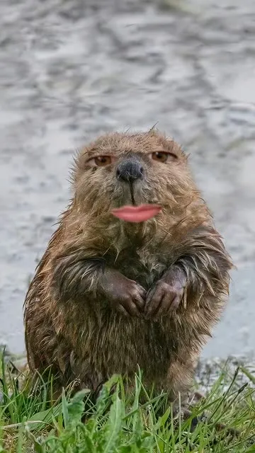 Baby Beaver Lens by Snapchat - Snapchat Lenses and Filters