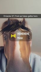 Preview for a Spotlight video that uses the Horse Head Lens