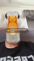 Preview for a Spotlight video that uses the Goose Face  Lens