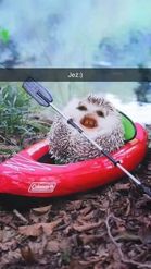 Preview for a Spotlight video that uses the Rafting Hedgehog Lens