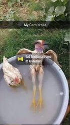 Preview for a Spotlight video that uses the chicken in bathtub Lens